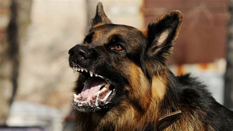 Rabies in animals .